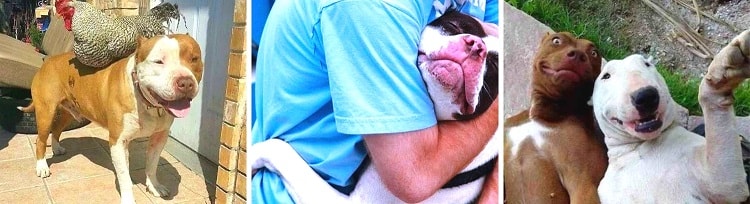 Como lograr la correcta socialización