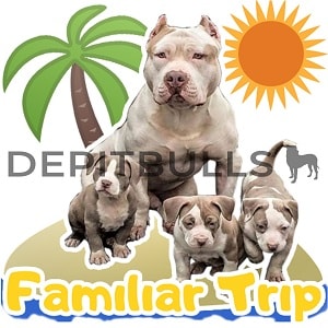 Pack of Stickers for WhatsApp DEPITBULLS Stickers de perros cachorros Pitbulls Picbull familia de perros pitbull trip