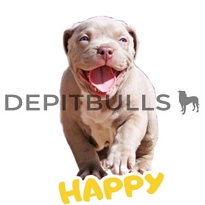 Pack of Stickers for WhatsApp DEPITBULLS Stickers de perros cachorros Pitbulls Picbull cachorro pitbull Blue Fawn happy