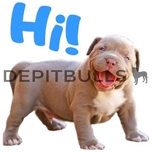 Pack of Stickers for WhatsApp DEPITBULLS Stickers de perros cachorros Pitbulls Picbull cachorro pitbull Blue Fawn hi