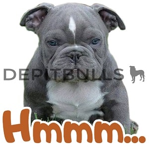 Pack of Stickers for WhatsApp DEPITBULLS Stickers de perros cachorros Pitbulls Picbull cachorro american bully pensando hmmm