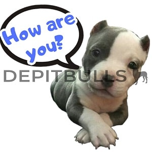 Pack of Stickers for WhatsApp DEPITBULLS Stickers de perros cachorros Pitbulls Picbull  cachorro american pitbull con mensaje how are you