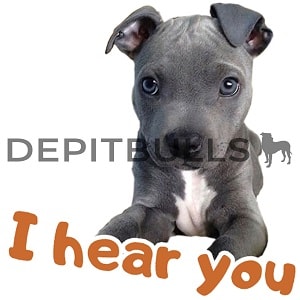 Pack of Stickers for WhatsApp DEPITBULLS Stickers de perros cachorros Pitbulls Picbull  cachorro pitbull black nose con mensaje i hear you