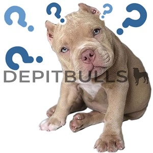 Pack of Stickers for WhatsApp DEPITBULLS Stickers de perros cachorros Pitbulls Picbull  cachorro red nose pensando question