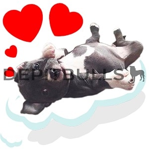 Pack of Stickers for WhatsApp DEPITBULLS Stickers de perros cachorros Pitbulls Picbull  cachorro pitbull black nose relajado y enamorado relaxed