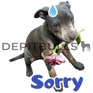 Pack of Stickers for WhatsApp DEPITBULLS Stickers de perros cachorros Pitbulls Picbull  cachorro pitbull apenando pidiendo disculpas sprry