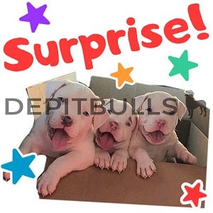Pack of Stickers for WhatsApp DEPITBULLS Stickers de perros cachorros Pitbulls Picbull  tres hermosos pitbulls cobra red nose saliendo de una caja sorpresa surprise