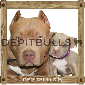 Pack of Stickers for WhatsApp DEPITBULLS Stickers de perros cachorros Pitbulls Picbull  pare e hijo pitbull en foto familiar together