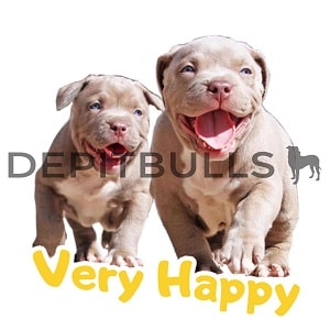 Pack of Stickers for WhatsApp DEPITBULLS Stickers de perros cachorros Pitbulls Picbull  cachorros pitbulls muy felices corriendo happy