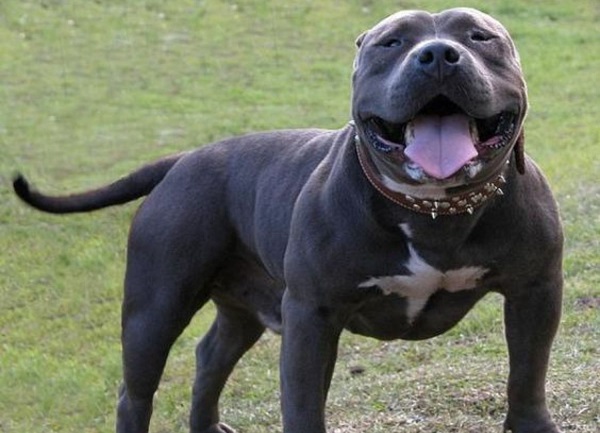 El Monster Blue se obtiene de la cruza entre PitBull Terrier Americano y Mastín Napolitano, de este modo obteniendo a un perro de mayor tamaño al PitBull normal. El PitBull Monster Blue es más musculado, también más fuerte y agresivo.