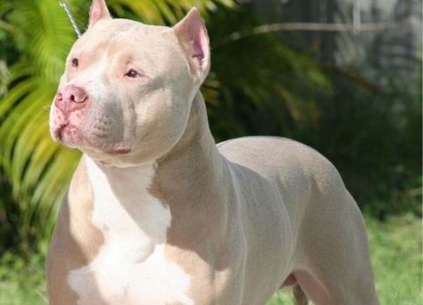 Volviéndose muy popular en la actualidad, el PitBullSilver Fawn y su variedad Lilac, es muy difícil de conseguir, ya que se obtiene de las diferentes cruzas entre Red Nose y Blue Nose, su pigmentación no pertenece a los colores comunes entre ambas rasas.