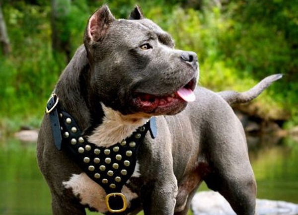 Es un tipo de PitBull que posee la curiosa característica que parece sonreír cuando jadea, como en la mayoría de casos en relación al PitBull se trata de una línea de perros famosos por su potencia para las peleas