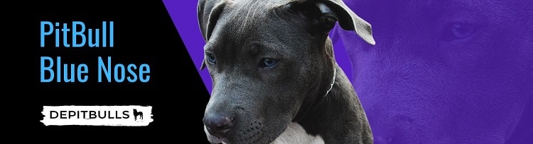 imagen image de PitBull cachorro PitBull Blue Nose azules