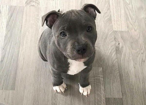 American PitBull Terrier (APBT)
Origen
Debido a la clandestinidad de las peleas y su reputación, el prestigioso American Kennel Club por sus siglas en inglés AKC, rechazo inscribirlo, es por esta negativa que se funda United Kennel Club por sus siglas en inglés UKC, para poder registrar al American PitBull Terrier tal como se conoce actualmente; después de un tiempo el AKC, decidió registrarlos bajo el nombre de American Staffordshire Terrier y los comenzaron a criar como perros para exposiciones de belleza.