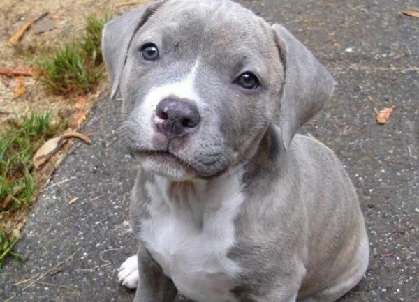 American PitBull Terrier (APBT)
Origen
El American PitBull Terrier comparte orígenes con el American Staffordshire Terrier ya que ambas razas poseen un antepasado común que es el Staffordshire Bull Terrier, procedentes desde Inglaterra y llevados a Estados Unidos, a finales del siglo diecinueve; a su llegada se usaba básicamente como perro de entretenimiento en sangrientas peleas que comenzaron a cimentar su reputación de perros violentos.