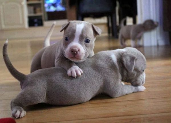 American PitBull Terrier (APBT)
Origen
Debido a la clandestinidad de las peleas y su reputación, el prestigioso American Kennel Club por sus siglas en inglés AKC, rechazo inscribirlo, es por esta negativa que se funda United Kennel Club por sus siglas en inglés UKC, para poder registrar al American PitBull Terrier tal como se conoce actualmente; después de un tiempo el AKC, decidió registrarlos bajo el nombre de American Staffordshire Terrier y los comenzaron a criar como perros para exposiciones de belleza.