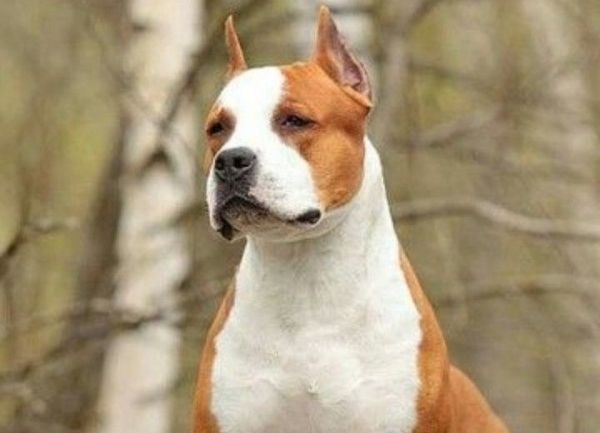 El American Staffordshire Terrier es descendiente de las razas Old English Bulldog y Old English Terrier, el perro resultante de este cruce llegó a  Estados Unidos en el siglo XIX, para el año 1898 los representantes de esta nueva raza ya estaban establecidos en la nación, como es común el inicio de esta raza de perros poderosos fue marcada