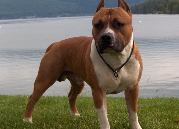 El American Staffordshire Terrier es descendiente de las razas Old English Bulldog y Old English Terrier, el perro resultante de este cruce llegó a  Estados Unidos en el siglo XIX, para el año 1898 los representantes de esta nueva raza ya estaban establecidos en la nación, como es común el inicio de esta raza de perros poderosos fue marcada