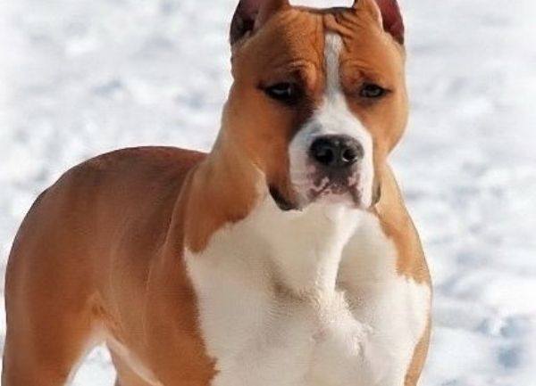 PitBull American Staffordshire Terrier DEPITBULLS foto de un pitbull en nieve imagen hermosa de invierno