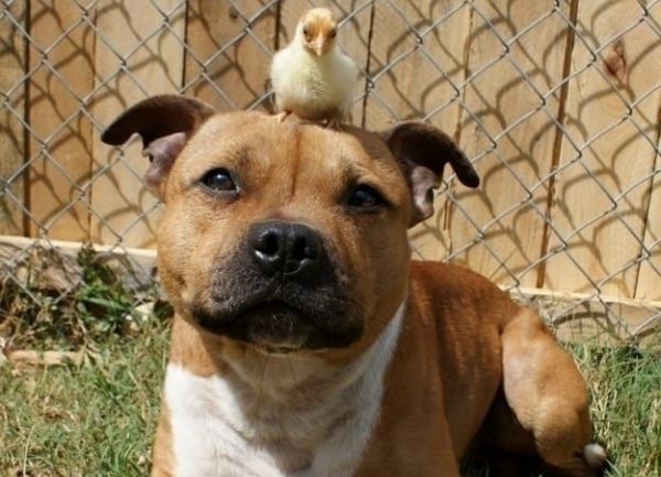 PitBull American Staffordshire Terrier DEPITBULLS con un pollito foto cómica y tierna de un pitbull
