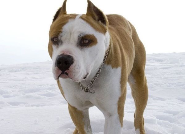 El American Staffordshire Terrier es descendiente de las razas Old English Bulldog y Old English Terrier, el perro resultante de este cruce llegó a  Estados Unidos en el siglo XIX, para el año 1898 los