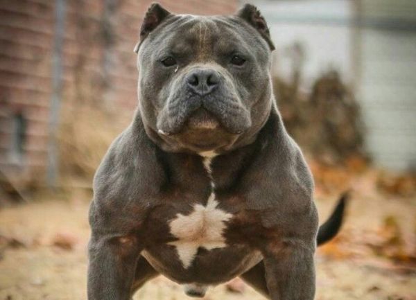 El PitBull American Bully es de origen norteamericano, su raza es reciente ya que fue reconocida oficialmente, alrededor de los años 80 y 90, es de tipo moloso (fuertes y muy musculados), se le reconoce en el United Kennel Club (desde 2013)American-Bully-blanco con color negro oscuro