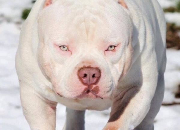 El PitBull American Bully es de origen norteamericano, su raza es reciente ya que fue reconocida oficialmente, alrededor de los años 80 y 90, es de tipo moloso (fuertes y muy musculados), se le reconoce en el United Kennel Club (desde 2013)American-Bully-blanco totalmente con ojos claros