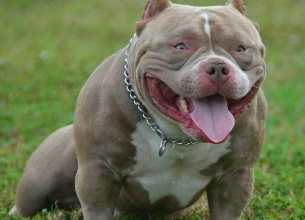 El PitBull American Bully es de origen norteamericano, su raza es reciente ya que fue reconocida oficialmente, alrededor de los años 80 y 90, es de tipo moloso (fuertes y muy musculados), se le reconoce en el United Kennel Club (desde 2013)American-Bully-blanco con color cafe totalmente